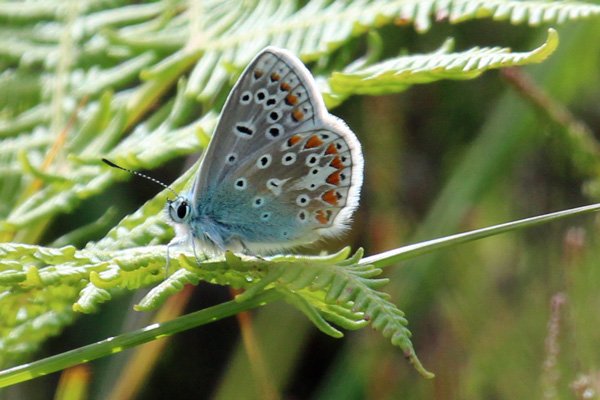 Common blue butterfly near Rubha Mor point