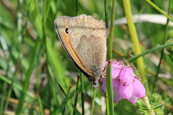 Meadow brown butterfly on the wal from Cuil Bay to Rubha Mor point