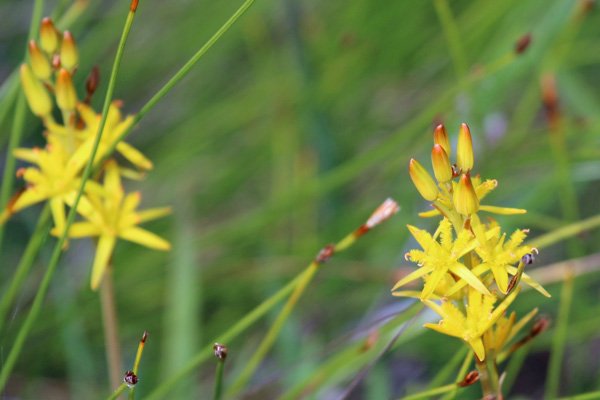 Bog asphodel near Cuil Bay