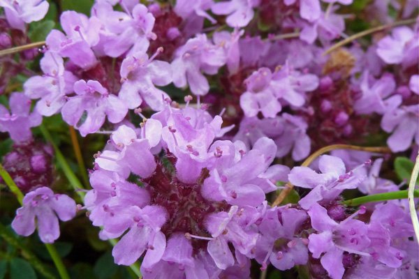 Wild Thyme on the shingle shore line past Cuil Bay