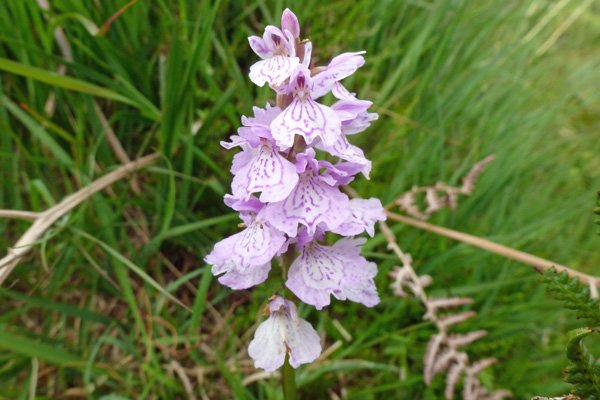 Heath spotted orchid