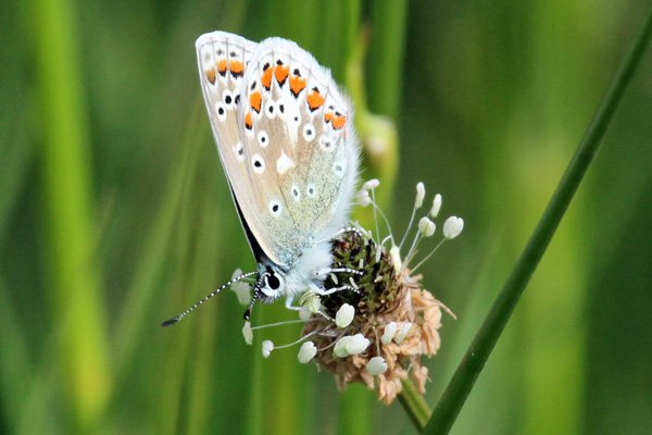 Common blue butterfly on ribwort plantain