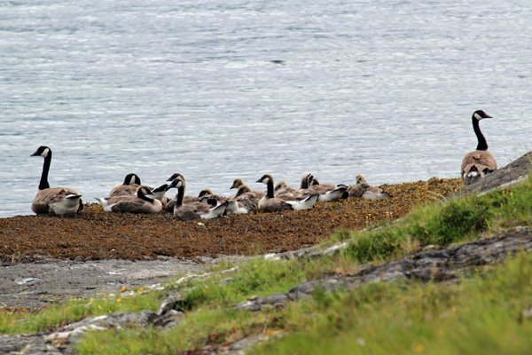 Canada geese