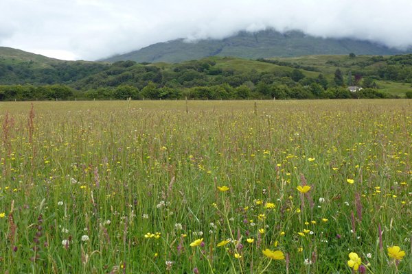 Species rich meadow behind Cuil Bay