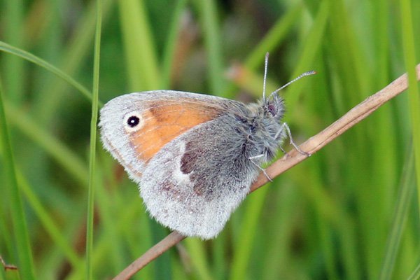 Small heath butterfly on the walk to Rubha Mor from Cuil Bay