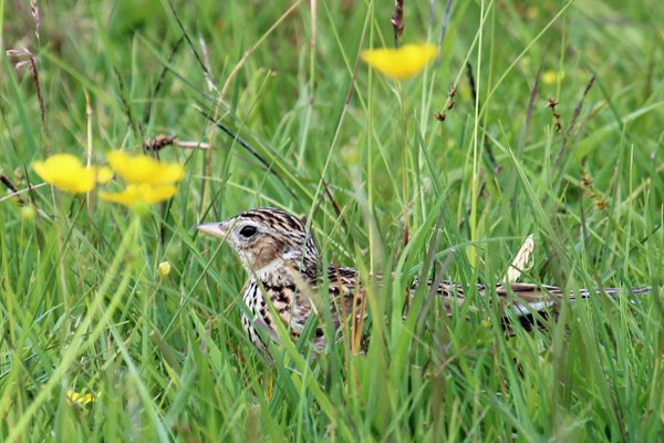 Cuil bay is a great place for birding
