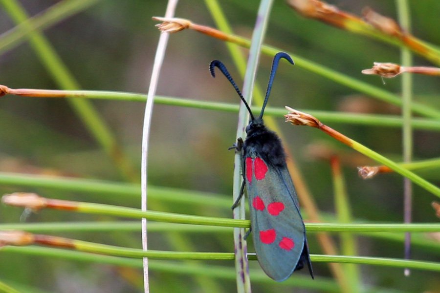 six spot burnet moth in July