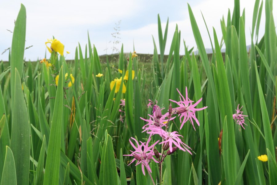 Ragged robin and yellow flag iris in July