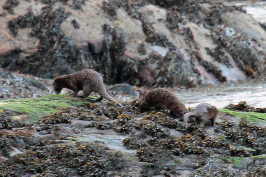 Three otters opposite The Garbh Eilean Wildlife Hide