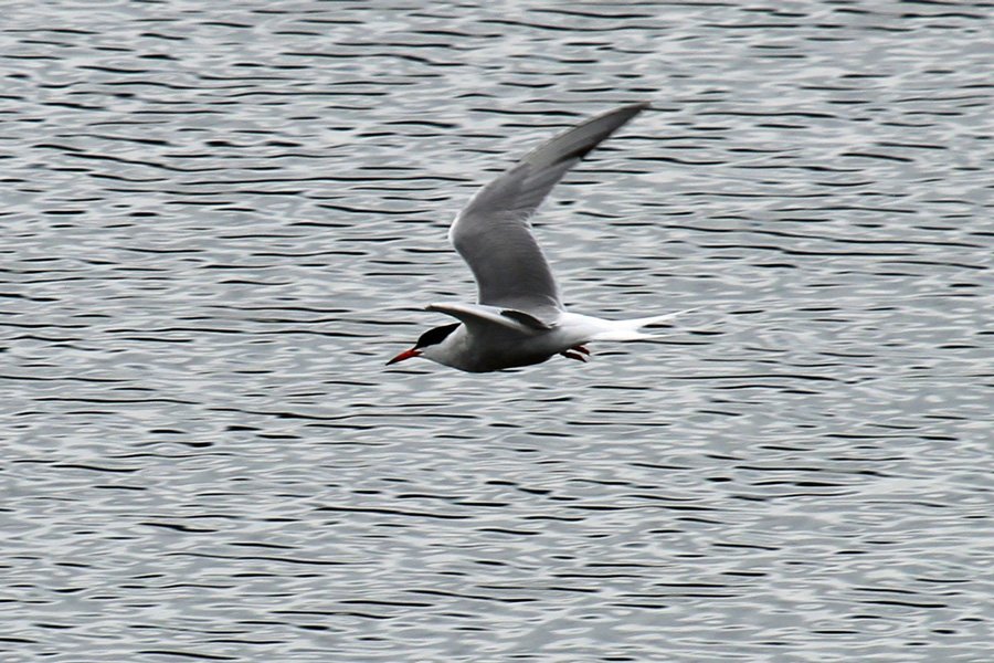 Common Terns visit Loch Sunart in the Spring
