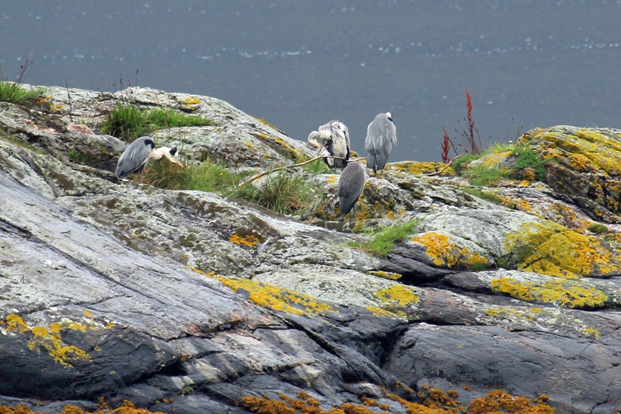 Herons on the rocks