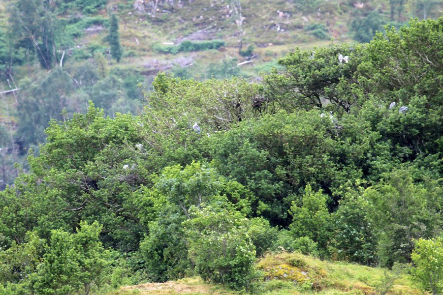 The heronry on Eilean a Chuilinn