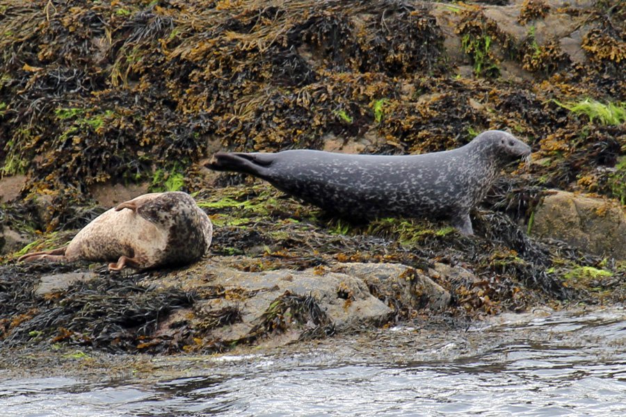 Seals