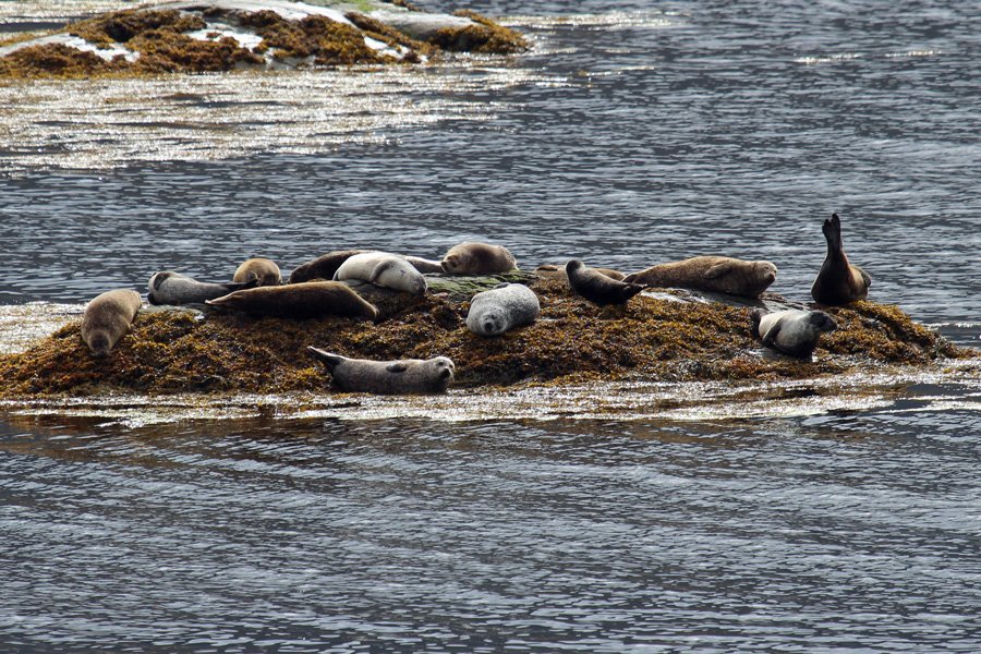 You will almost certainly see seals off Garbh Eilean