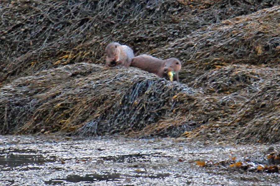 Otters on the rocks at Garbh Eilean