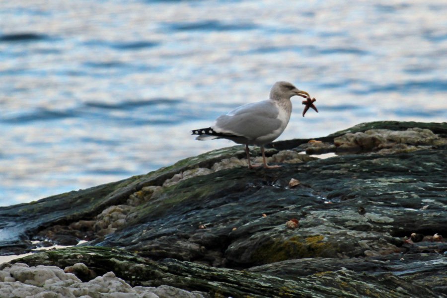 Hering gull with a starfish snack