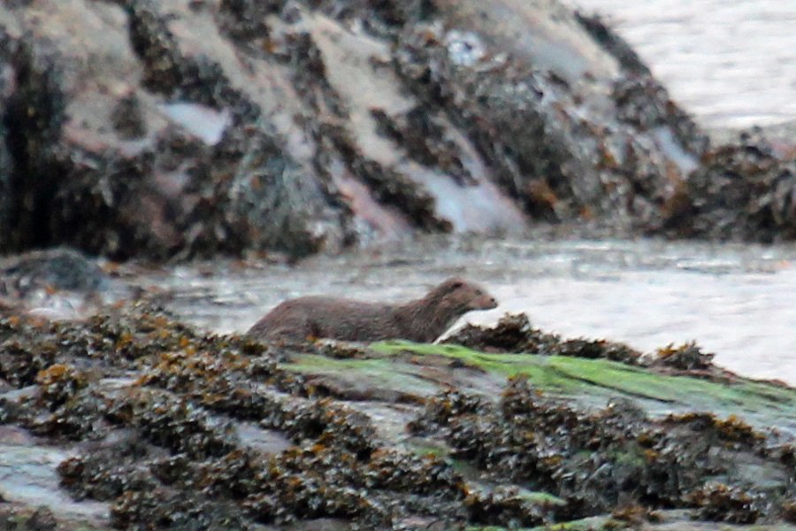 Otter on Garbh Eilean