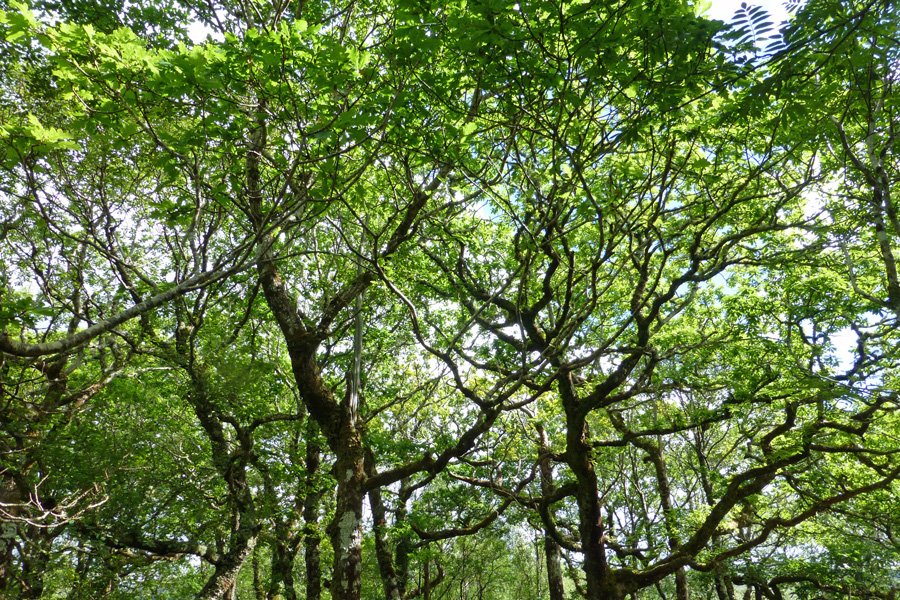 Enjoy the Atlantic Oakwood behind the Garbh Eilean wildife hide