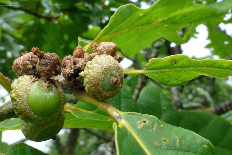 Acorns growing on the sessile oaks