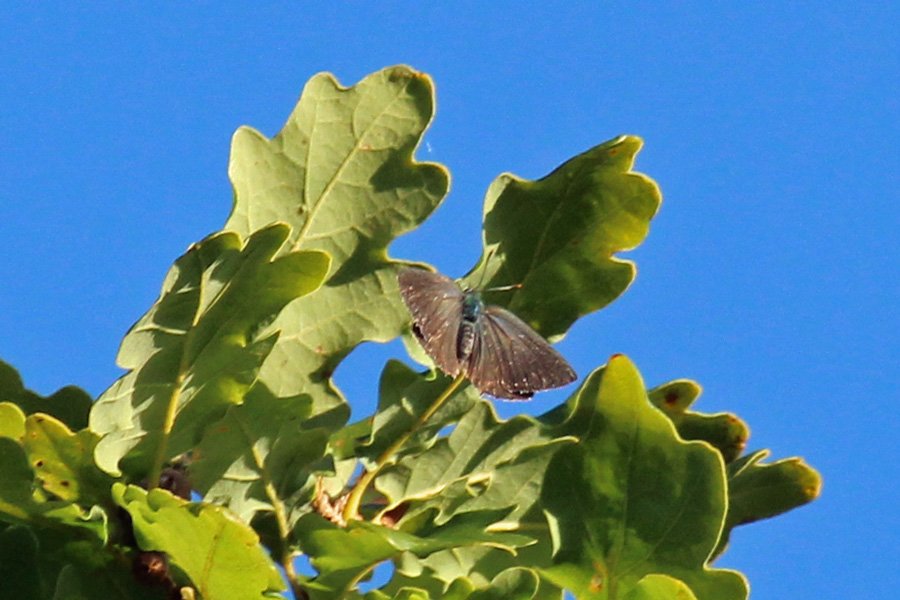 Look out for purple hairstreak butterflies in the top of the oak trees in July
