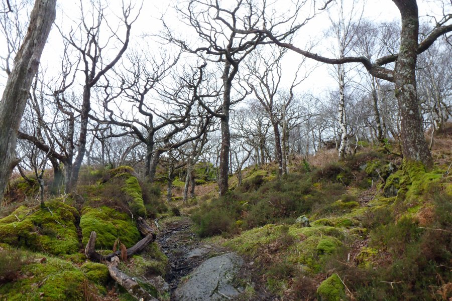The path up through the woods from the carpark at Glenborrodale