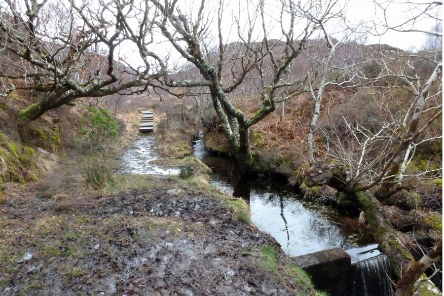 Glenborrodale RSPB nature reserve