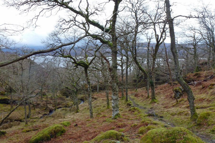 Walking through the woods at Glenborrodale