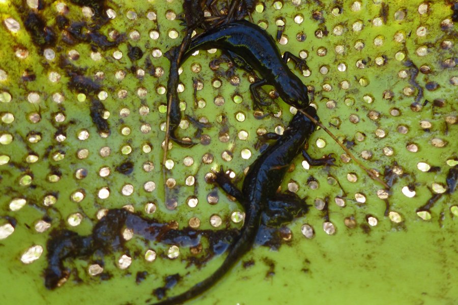 Palmate newts found during one of the summer wildlife walks