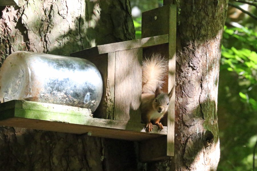 There are a variety of different feeders at Inchree