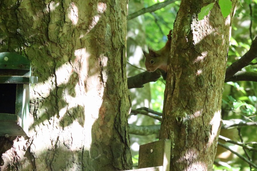 Inchree Red Squirrel Hotspot