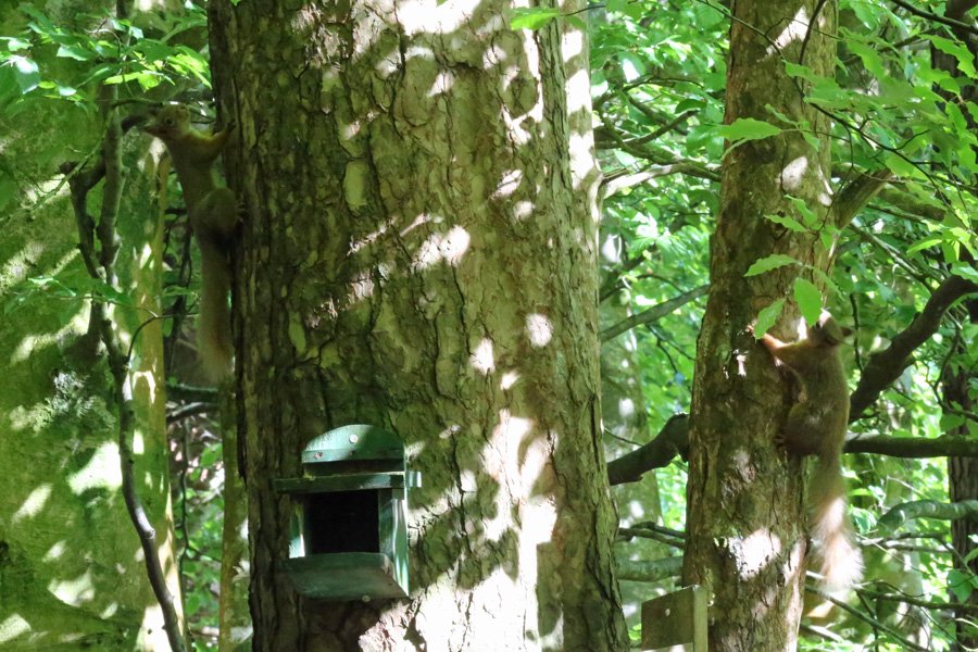 Inchree Red Squirrel Hotspot