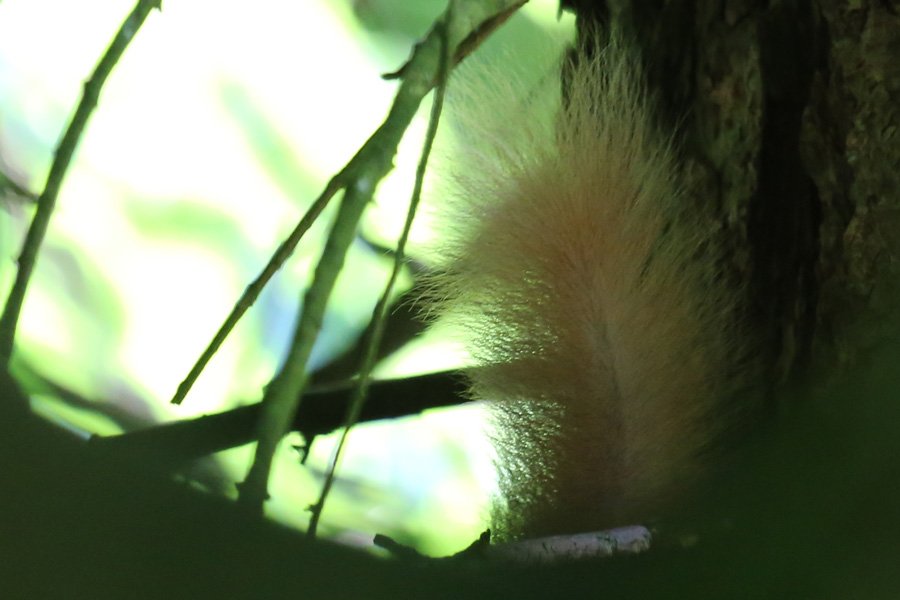 The squirrels tail