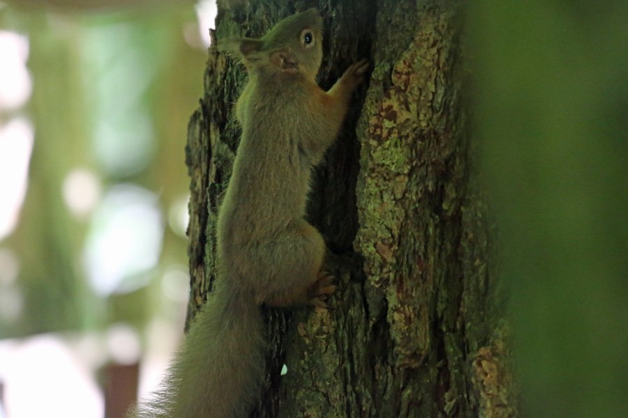 Red squirrel at Inchree