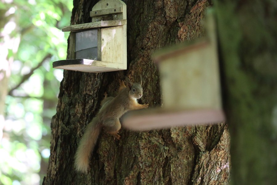 Red squirrel at Inchree