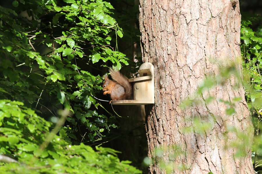 Inchree Red Squirrel Hotspot