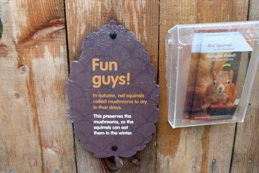 Fun guys