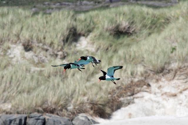Oystercatchers at Sanna Bay