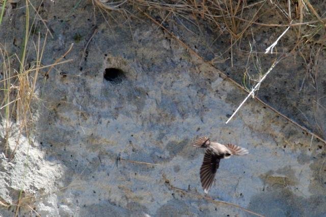 Look out for the sand martins at Sanna Bay