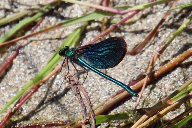 Beautiful demoiselle by the burn in the dunes at Sanna Bay