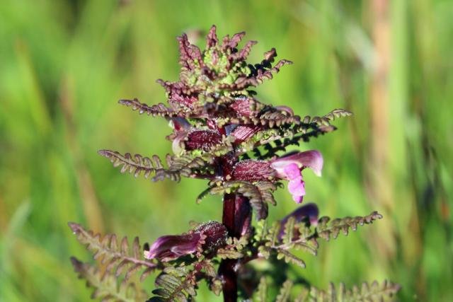 Marsh lousewort in the dune slacks at Sanna Bay