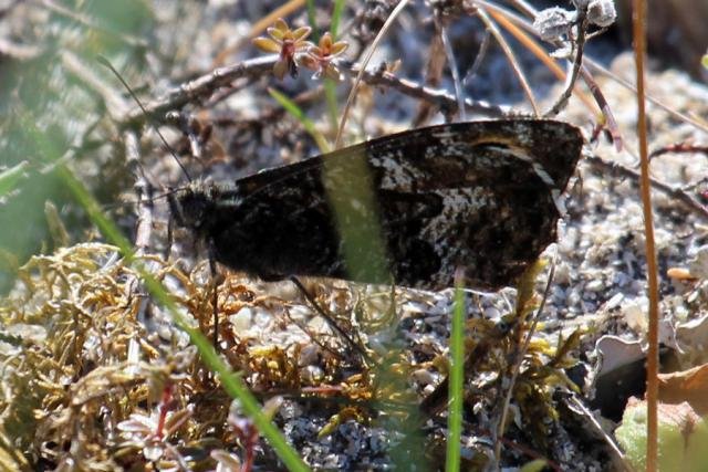 Grayling butterfly in the dunes at Sanna Bay