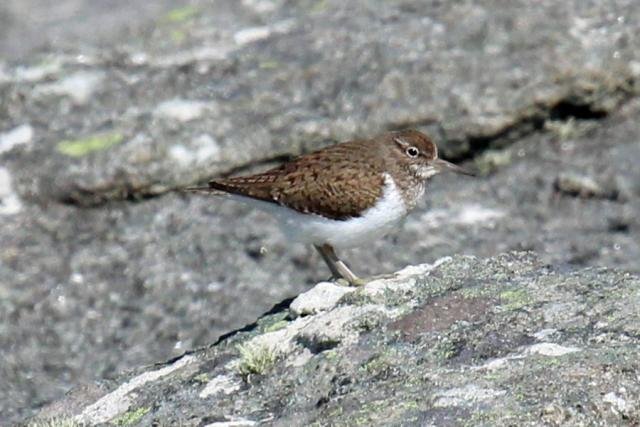Sandpiper bobbing on the rocks at Sanna Bay