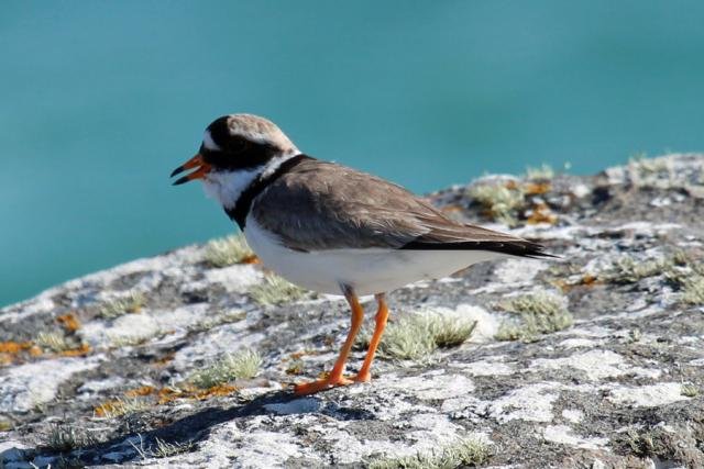 Ringed plover on the rocks at Sanna Bay