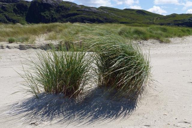 New dunes in the making at Sanna Bay