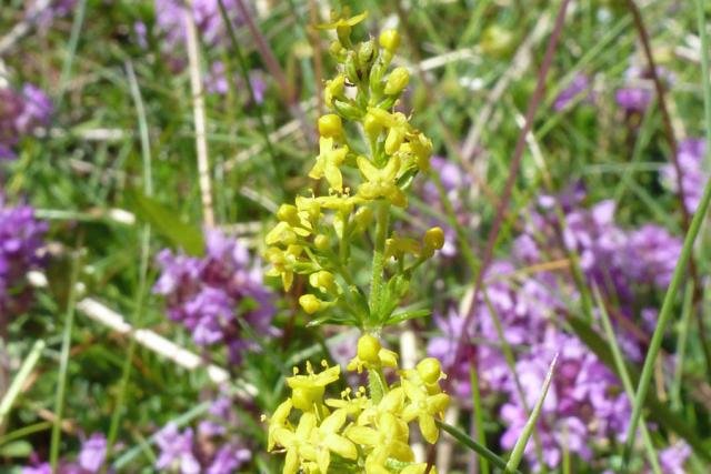 Lady's bedstraw and thyme on the dune slacks at Sanna