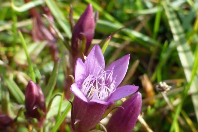 Autumn gentian (Gentiana amarella) by the carpark at Sanna Bay.