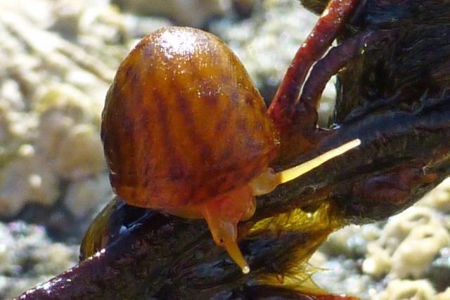 Flat periwinkle grazing on seaweed at Sanna Bay