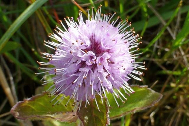 Water mint (Mentha aquatica) behind the dune slacks at Sanna.
