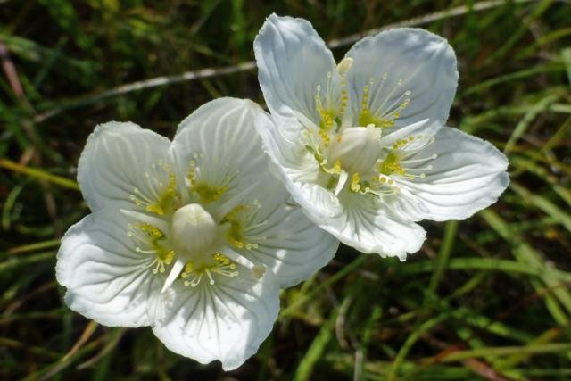 Grass of Parnassus on the dune slacks behind the beach at Sanna Bay.