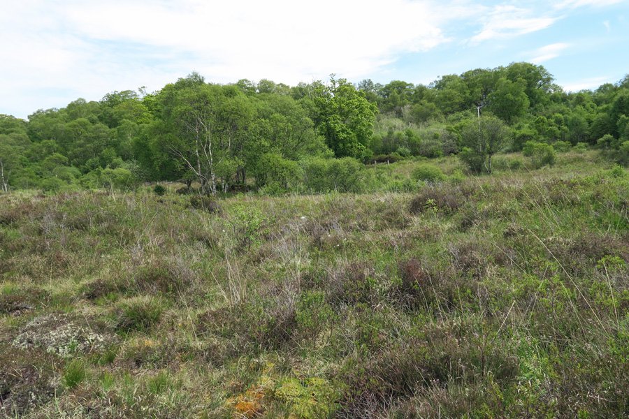 Heathland near the entrance to Shian Wood reserve